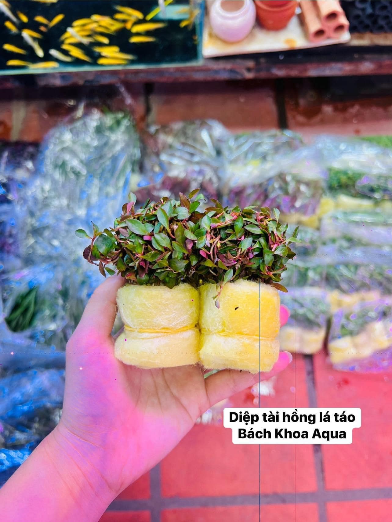 Cây cắt cắm - Diệp tài hồng lá táo